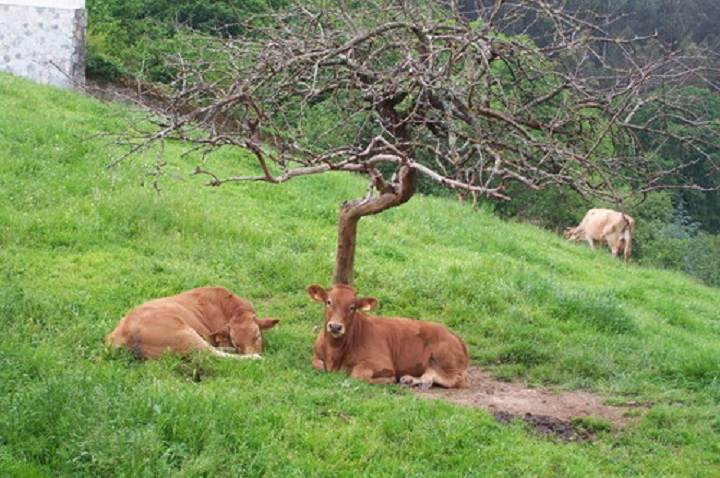 Imagen de Lourenzá mapa 27760 4 