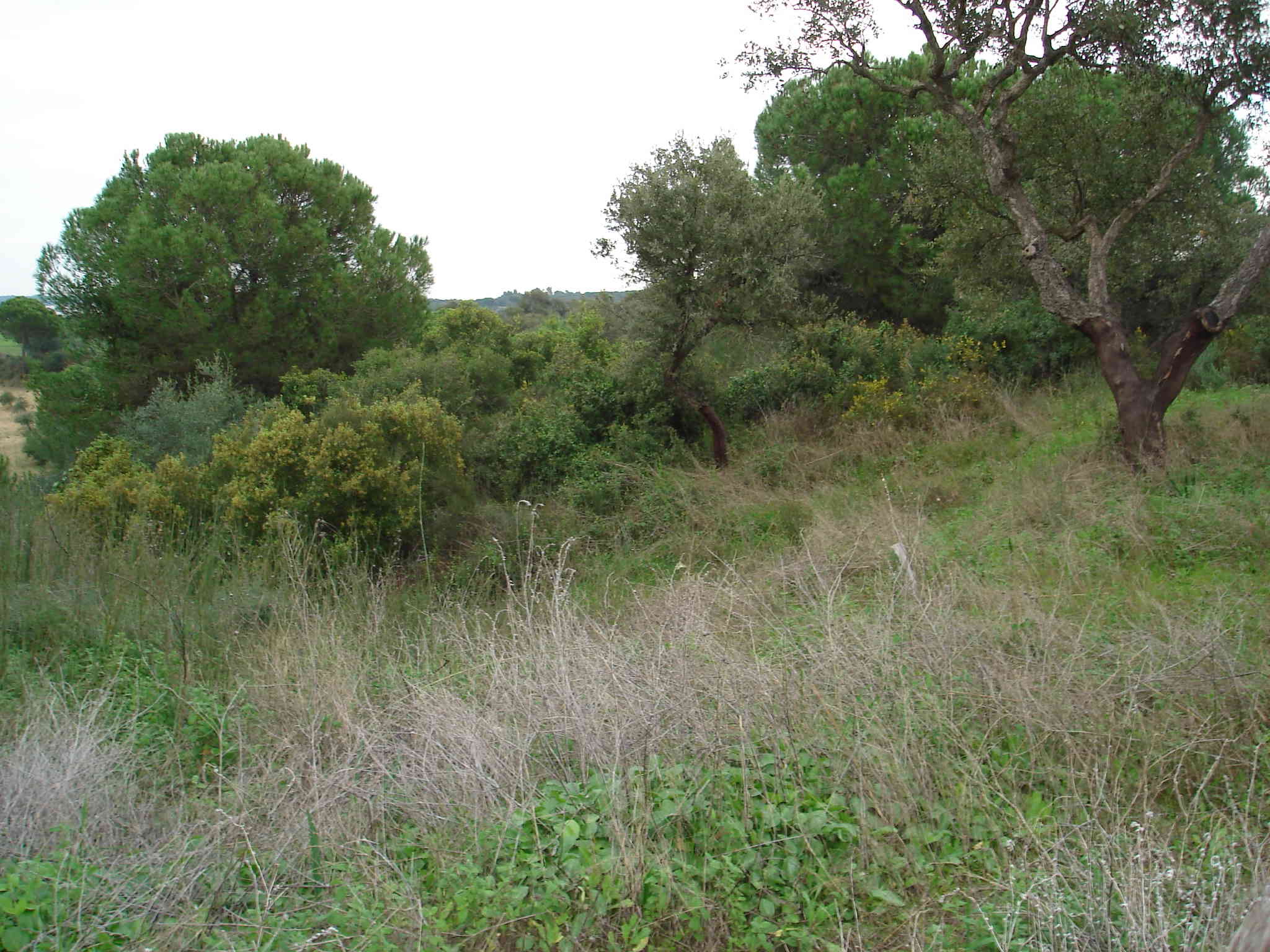 Imagen de Lucena del Puerto mapa 21820 3 