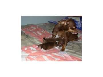 Imagen de Madridanos mapa 49157 2 