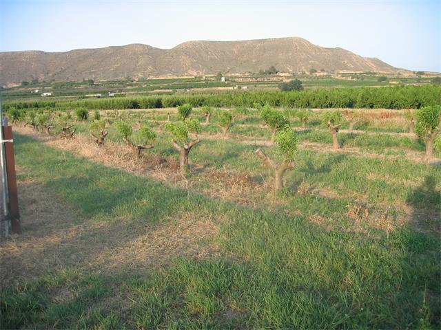 Imagen de Massalcoreig mapa 25184 2 