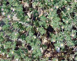 Imagen de Membrilla mapa 13230 3 