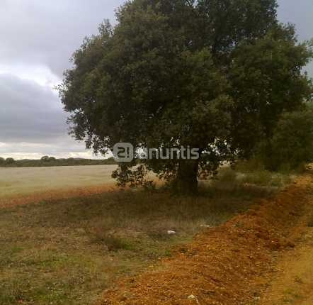 Imagen de Micereces de Tera mapa 49624 5 
