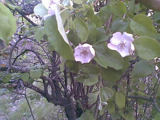 Imagen de Mira mapa 16393 4 