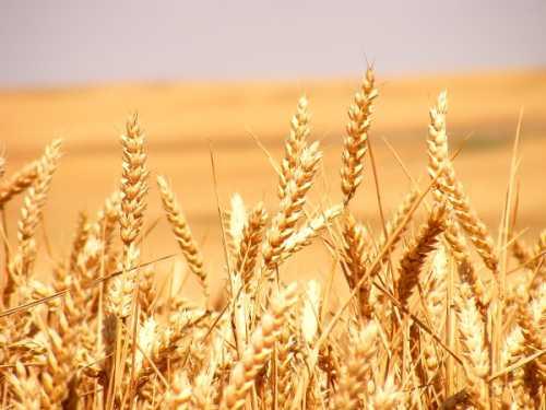 Imagen de Miranda de Azán mapa 37187 4 