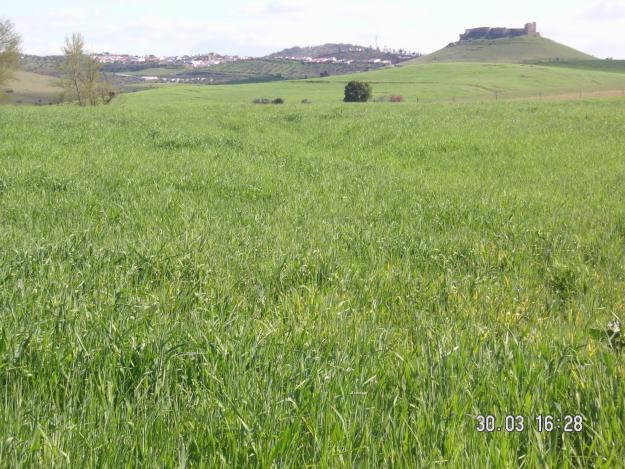 Imagen de Montemolín mapa 06291 4 