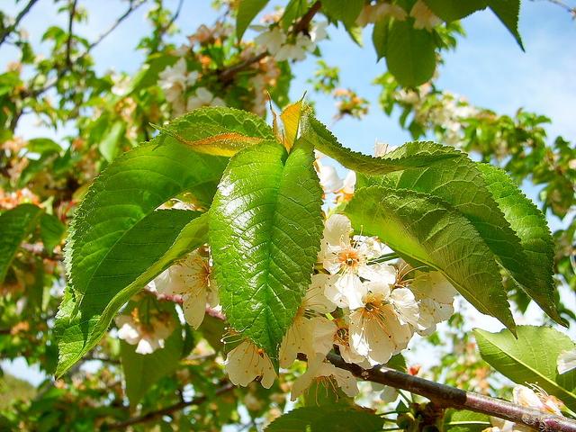 Imagen de Navaconcejo mapa 10613 3 