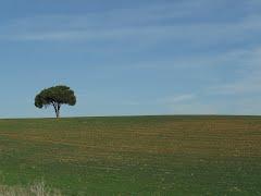 Imagen de Osornillo mapa 34468 5 