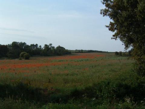 Imagen de Palau de Santa Eulàlia mapa 17476 4 