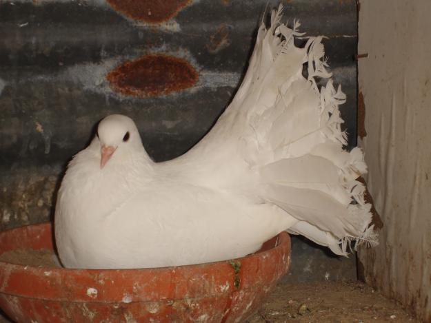 Imagen de Palomas mapa 06476 5 