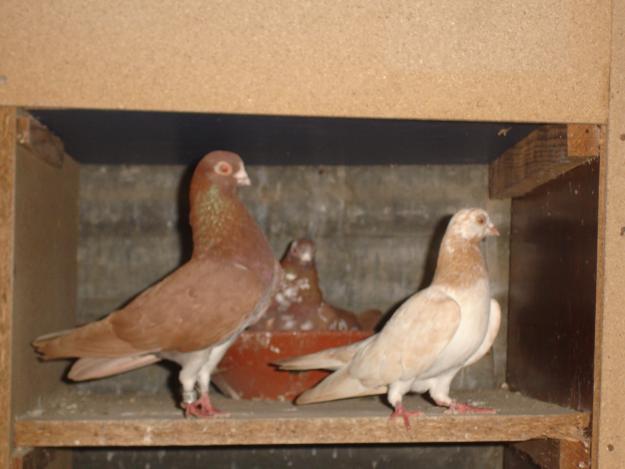 Imagen de Palomas mapa 06476 6 