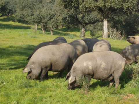Imagen de Peraleda del Zaucejo mapa 06919 4 