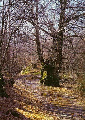 Imagen de Perales del Puerto mapa 10896 4 