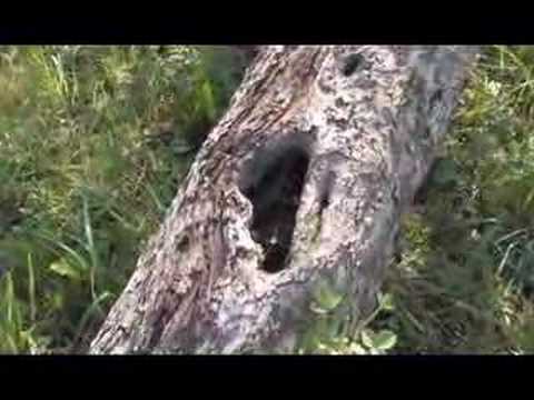 Imagen de Pías mapa 49580 6 