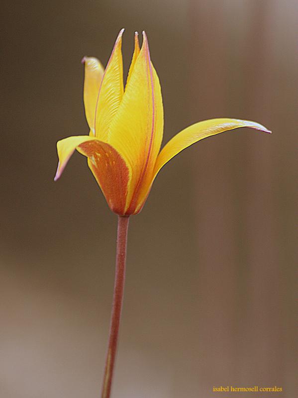 Imagen de Piornal mapa 10615 5 