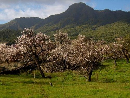 Imagen de Puntagorda mapa 38789 2 