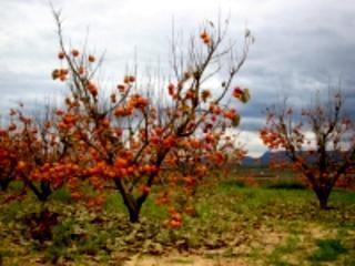 Imagen de Quatretonda mapa 46837 2 