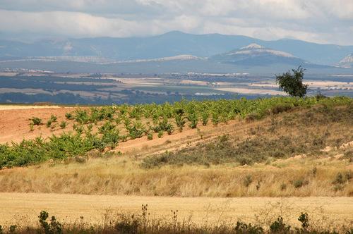 Imagen de Quintanilla de la Mata mapa 09349 5 