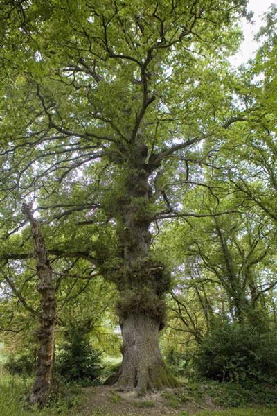 Imagen de Rairiz de Veiga mapa 32652 5 