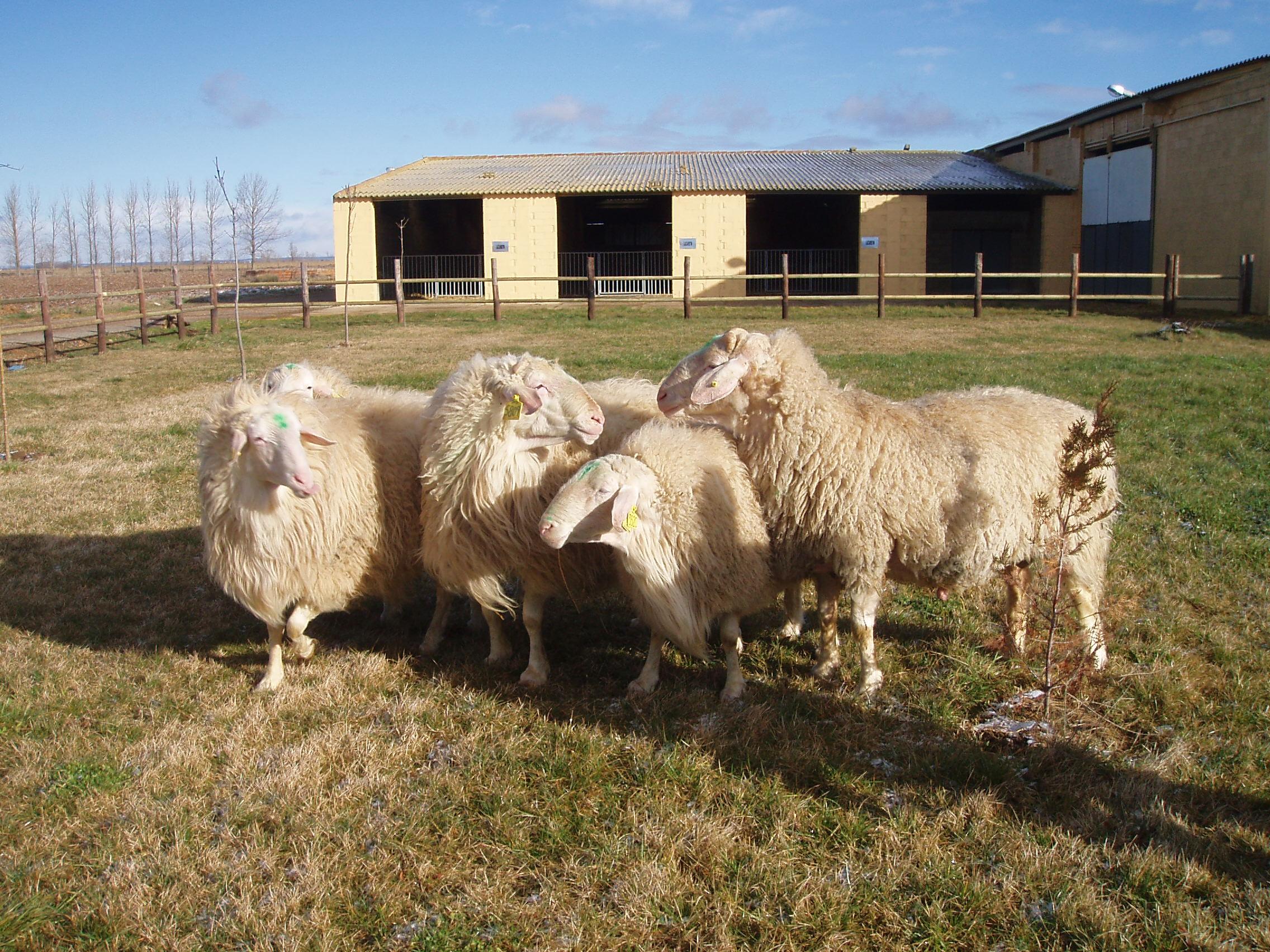 Imagen de San Pedro Bercianos mapa 24252 5 