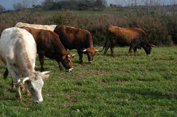Imagen de San Vitero mapa 49523 3 