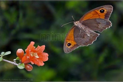 Imagen de Sant Pere de Vilamajor mapa 08458 5 