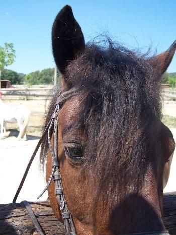 Imagen de Santa Margarida de Montbui mapa 08710 3 