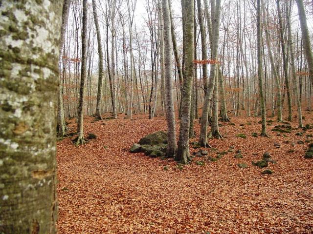 Imagen de Santa Pau mapa 17811 5 