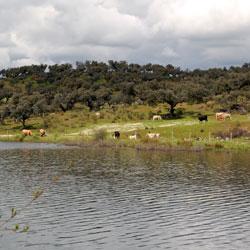 Imagen de Sotillo de las Palomas mapa 45635 1 