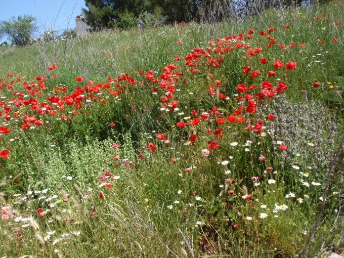 Imagen de Tierga mapa 50269 4 