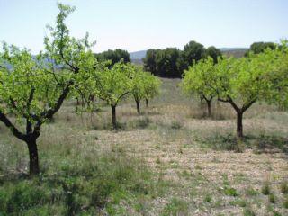 Imagen de Torralba de Ribota mapa 50311 3 