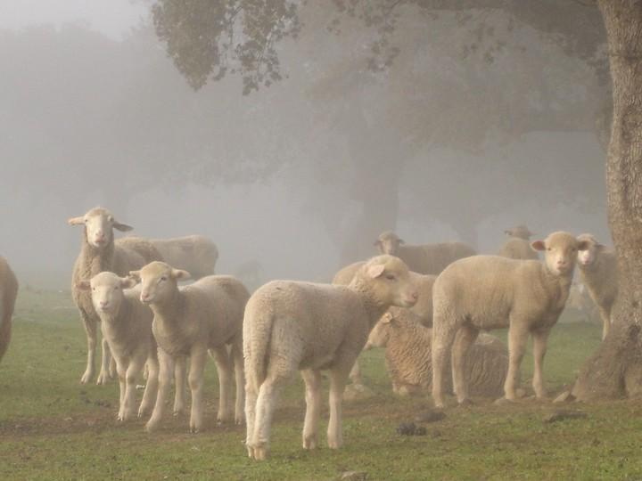 Imagen de Torrecillas de la Tiesa mapa 10252 3 