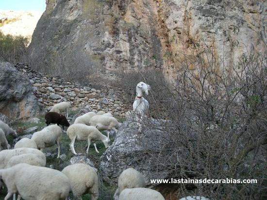 Imagen de Torremocha del Campo mapa 19268 4 