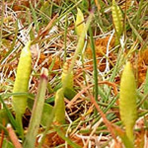 Imagen de Torremocha del Pinar mapa 19345 3 