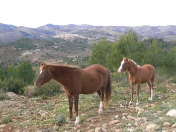 Imagen de Useras mapa 12118 4 