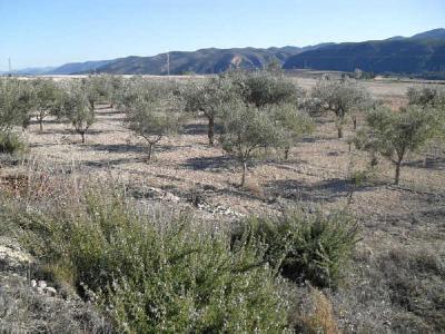 Imagen de Vallada mapa 46691 6 