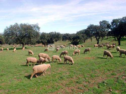 Imagen de Valle de la Serena mapa 06458 6 