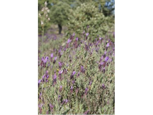 Imagen de Valverde de Mérida mapa 06890 2 