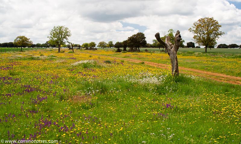 Imagen de Villalba de los Llanos mapa 37446 5 