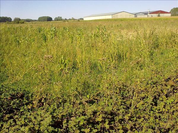 Imagen de Villaluenga de la Vega mapa 34111 4 