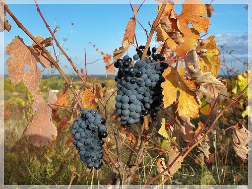 Imagen de Villamañán mapa 24234 5 