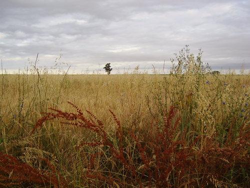 Imagen de Villanueva de Campeán mapa 49708 5 