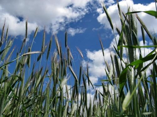 Imagen de Villota del Páramo mapa 34112 2 